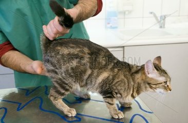 Veterinarian auscultating a European cat on table of examin