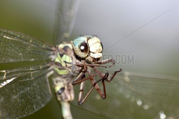 Porträt einer Libelle  die ein Spinnnetz gefangen hat