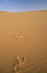 Traces in the sand of Rub Al Kali