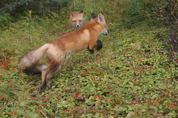 Junger roter Fuchs  der Unterholz läuft
