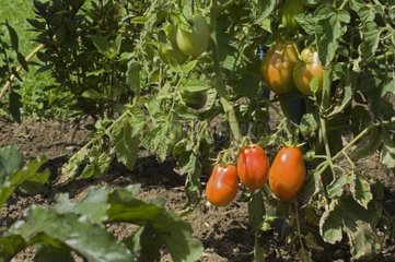 Tomates 'Peasant' au jardin potager