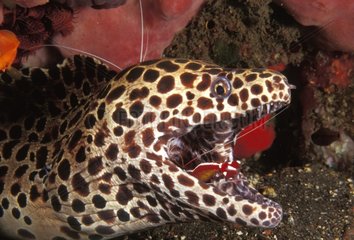 Red-striped Cleaner shrimp cleaning Black-spotted moray eel