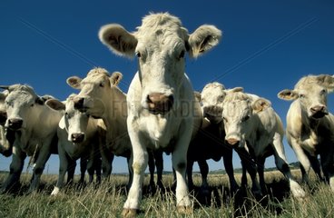 Troupeau de vaches charolaises dans un pré