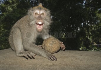 Long tailed macaque showing aggession - Bali Indonesia