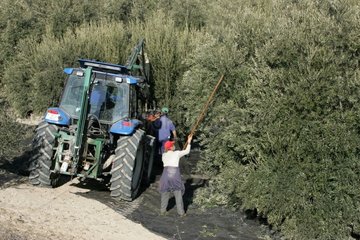 Gathering of olives in Mancha Spain in January [AT]
