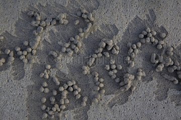 Spuren von Pellets und einer Krabbe auf der Insel Isabela hinterlassen