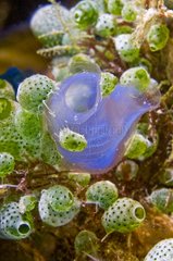 Blue Ascidian und andere Urochordaten schwimmend Sulawesi Asien