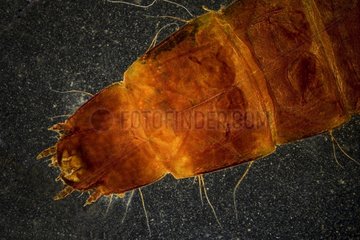 Xylophagous larva in optical microscopy