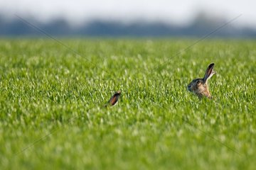 European Hares in a field of cereal Champagne France
