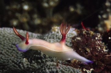 Nudibranch Ambon Indonesia Pacific Ocean