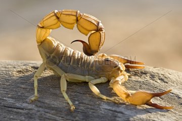 Scorpion yellow Djerba Tunisia