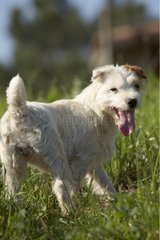 Porträt eines Parson Russel Terrier
