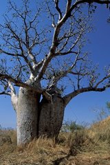 Baobab à la saison sèche Région des Kimberley Australie