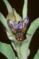 Fly from Tachinidae family