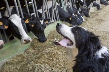 Hirtenhund  bevor sie Holstein -Kühe isst