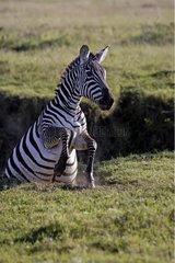 Burchell's zebra back from a waterhole Kenya