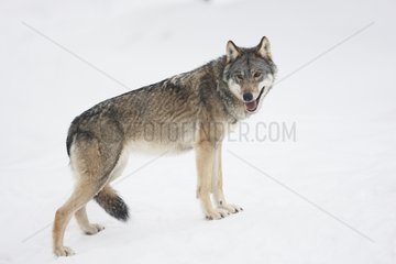 Common gray wolf in the snow in winter Finland