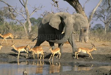 Eléphant et gazelles autour d'un point d'eau Botswana