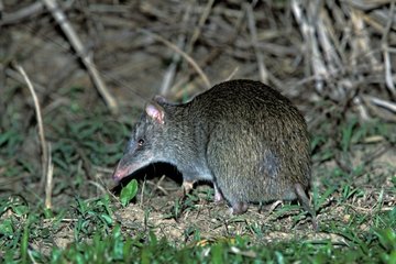 Bush rat in the middle of green grasses Australia