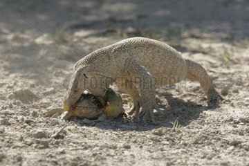 Varan capturant une grenouille taureau d'Afrique australe