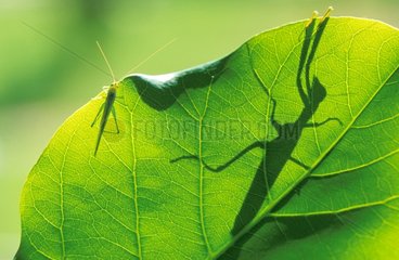 Mantis behind leaf Australia