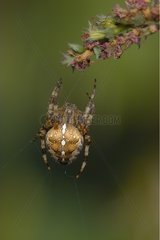 Orb-Weaving Spider on its cobweb Marne valley France