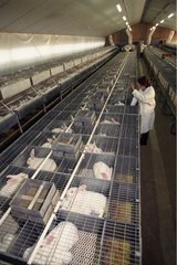 Industriezücht von Zika France Rabbit Rabbit