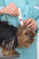 Veterinarian applying ointment to a Yorkshire