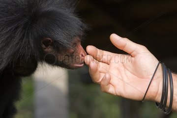 Black spider monkey feeling the hand of a person