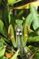 Mantis in Verteidigungshaltung beten
