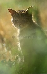 Chat sauvage au crépuscule Vosges France