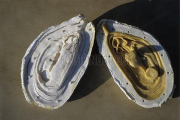 Mould in silicone elastomer and resin mussel sculpture