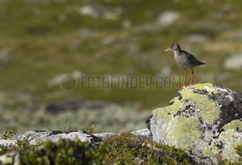 Common Redshank posed on a rock Norway