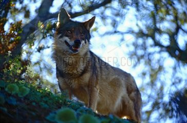 Iberischer Wolfsbeobachtung in Underwood Spanien