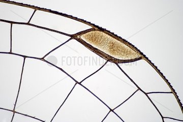 Detail of the wing of a Damselfly in clear bottom