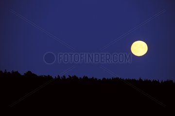Lever de pleine lune au dessus de la forêt Norvège