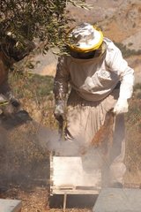 Kontrolle eines Imkerei -Hive -WWF -Libanon -Projekts