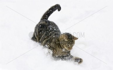 Europäische Katzenjagd in Schnee Frankreich