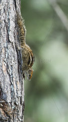 Indian palm squirrel (Funambulus palmarum) on a trunk  Ella  Sri Lanka
