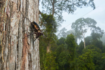 Atlas beetle (Chalcosoma atlas) wide angle to the forest landscape  Danum valley  Sabah  Borneo  Malaysia