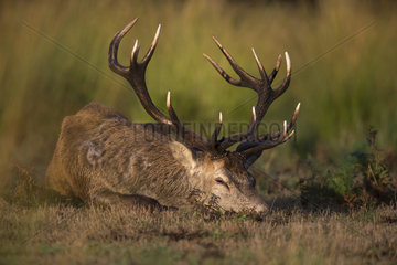 Stag Red Deer laying on the ground in autumn - GB