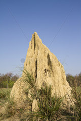 Termite mound - Bardia Nepal