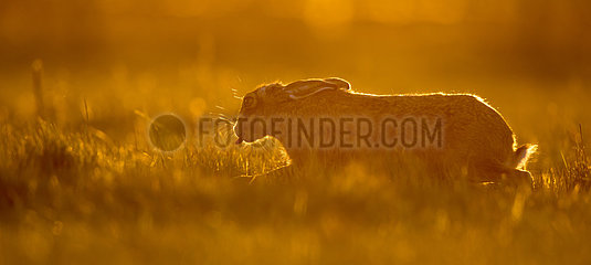 Brown Hare sitting in a frozen meadow at sunrise - GB