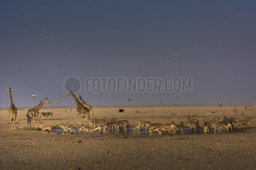 Giraffe (Giraffa camelopardalis) at the waterhole with other animals  Namibia  Etosha national park