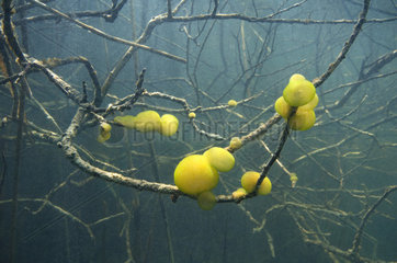 Ophrydium (Ophrydium versatile) on submerged branches  Lac du Jura  France
