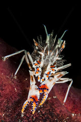 Tiger shrimp (Phyllognathia ceratophthalma)  Lembeh  north sulawesi  indonesia