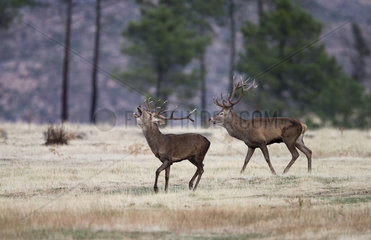 Red deer (Cervus elaphus)  two stags in rut  Spain