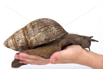 Giant West African snail (Archachatina marginata) on white background Cameroon