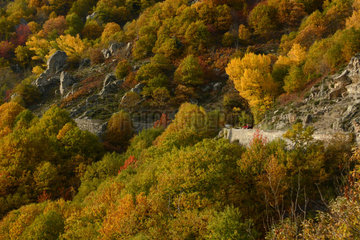 Autumn forest at the edge of a road  towards Montpezat  Ardeche  France