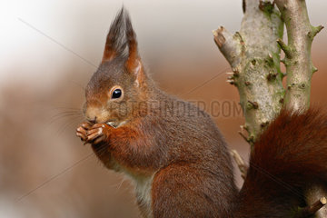 Red squirrel (Sciurus vulgaris) eating  Ardenne  Belgium